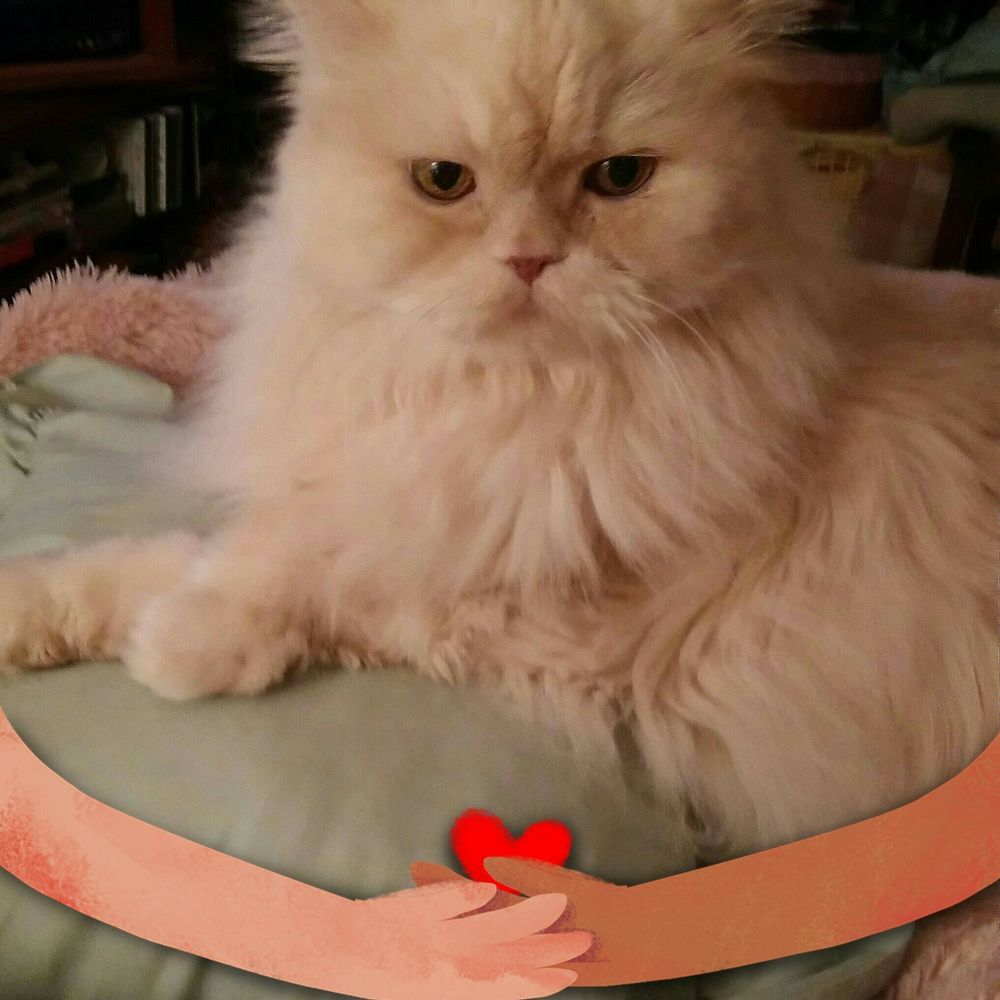 Meet your Posher, Shirley